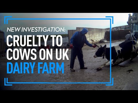 Investigation: Cruelty To Cows On Welsh Dairy Farm | The True Cost Of Milk | Animal Equality UK