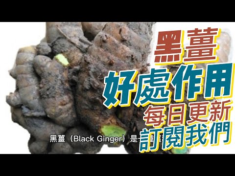 EP 196 黑薑（Black Ginger）的好處與作用 抗氧化 抗炎 促進消化 改善大腦功能