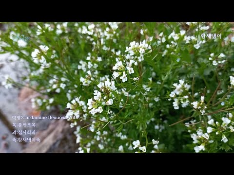 황새냉이(Wavy bittercress)