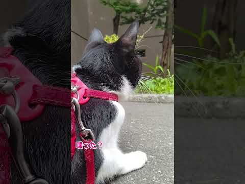 キャンプ猫と散歩！スズメに話しかける