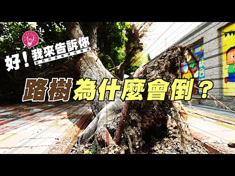 【？】路樹為什麼會倒？有跡可循？還是純屬意外？｜《好！我來告訴你》｜公視我們的島解釋性報導