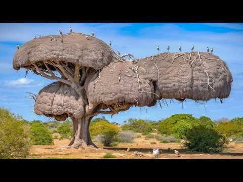 15 Most Amazing & Largest Nests in The Animal World