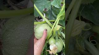 Late summer harvest! Backyard grocery haul #garden #backyardgarden #vegetablegrowing #homegardening