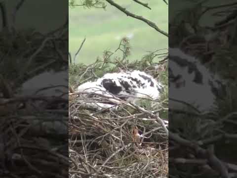 GOLDEN EAGLE CHICKS In HUGE NEST  #shortsvideo  #shorts