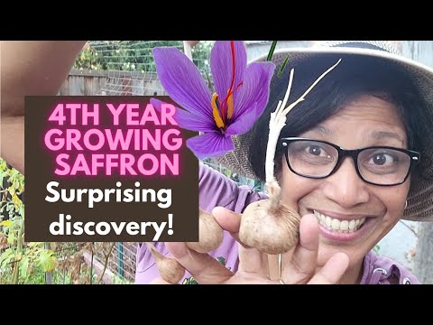 Growing SAFFRON, did I finally BREAK EVEN?!