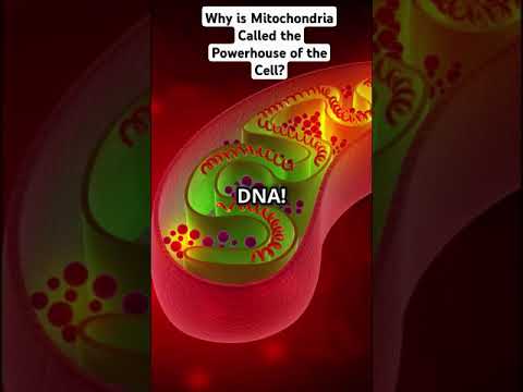 Why is Mitochondria Called the Powerhouse of the Cell? #ytshorts #vidcon #shortyz #cellbiology