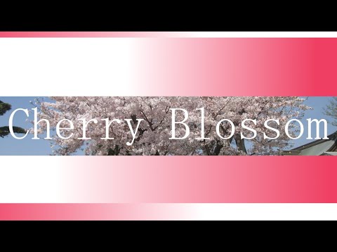 【桜】Cherry Blossom