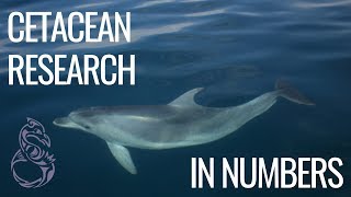 Dolphin Research Expedition - Marine Science while island hopping