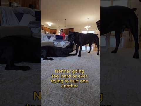 Cane Corso Intact Male Interaction