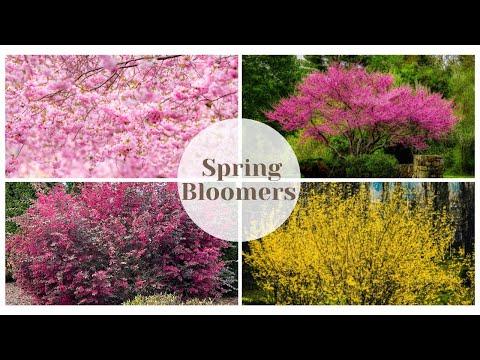 Top Spring Blooming Trees & Shrubs To Inspire Your Landscape 🌸  Unique MUST SEE Loropetalum Arbor