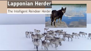 Lapponian Herder   The Intelligent Reindeer Herder