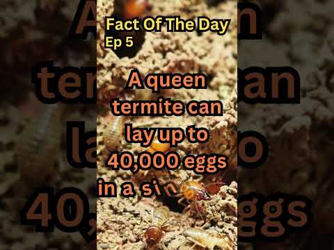 Fact Of The Day| Ep 5| termite queen #shorts #trending #viral #termite