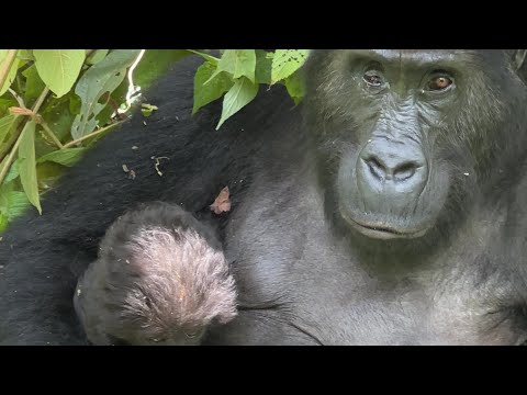 I Found the World's Biggest Mountain Gorillas!