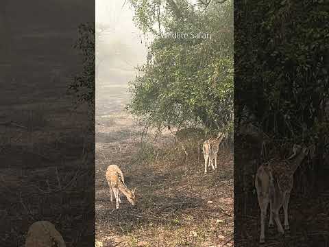 Sariska Wildlife Safari Rajasthan Alwar #ashortaday #shorts #ytshorts #youtubeshorts #wildlife #yt