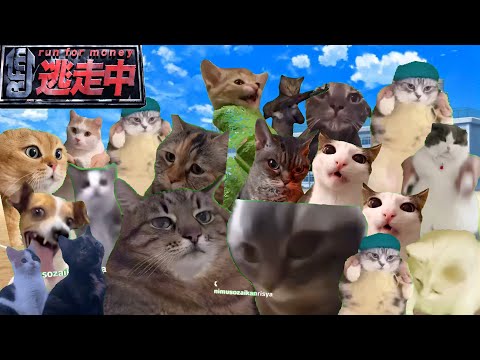 逃走中をすることになった猫たちの日常パート最終回【猫ミーム】【猫マニ】