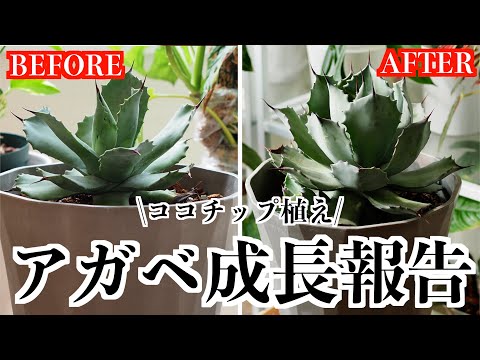 【アガベ】ココチップ植え｜成長報告｜2024年春