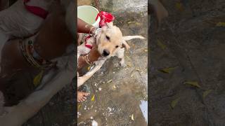 Ticks on puppy #subbulabrador #ytshorts #dogbath #telugu #shorts #ticksdog #trending #dogviral