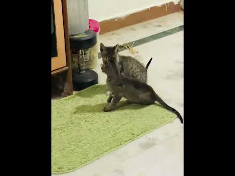 😹🤣cats playing #cat #viral #youtubeshorts #funny #funnycatvideos