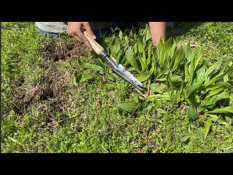 Foraging Native Plantain and Onions | Berry & Bird Garden Hand Weeding Trowel