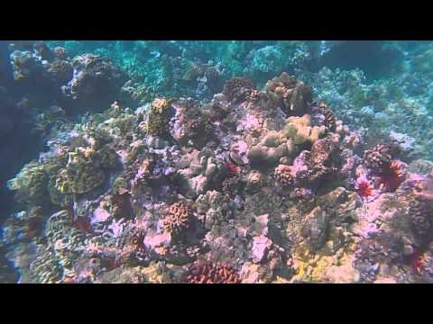 Wailea Snorkeling with #SeeMaui