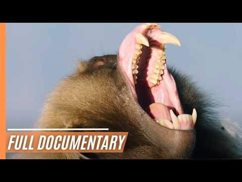 The cradle of mankind - A journey through Ethiopians' wildlife | Full Documentary