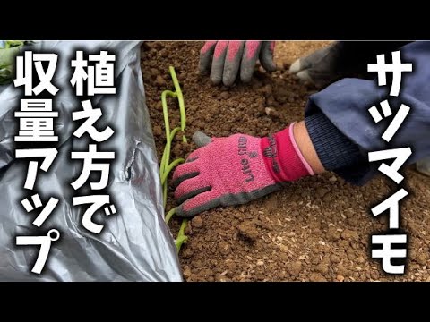 【苗選びは大切です】【サツマイモ定植】【土佐紅】