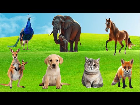 Lovely Animal Sounds  - Squirrel, Rabbit, Elephant, Cat, Dog, Cow, Peacock, Dolphin - Animal Sounds