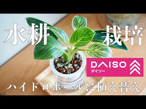 【ダイソーの観葉植物】ハイドロボールに植え替え｜フィロデンドロン・バーキン