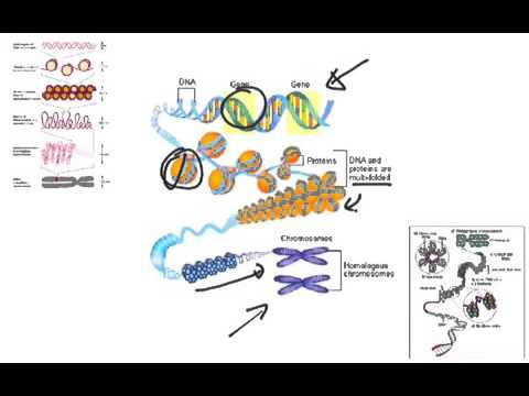 Chromosomes