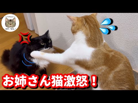 【多頭飼育】綺麗なお姉さん猫を怒らせてしまった末っ子猫がこうなりました！！