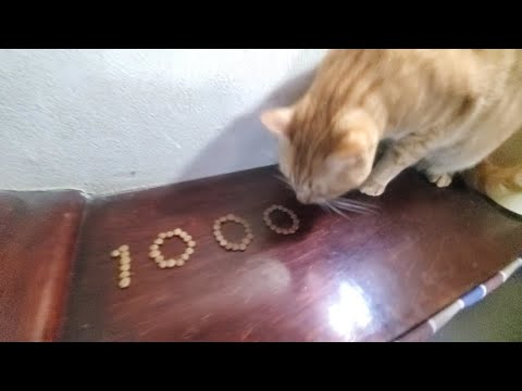 祝チャンネル登録者1000人達成【猫まるver】