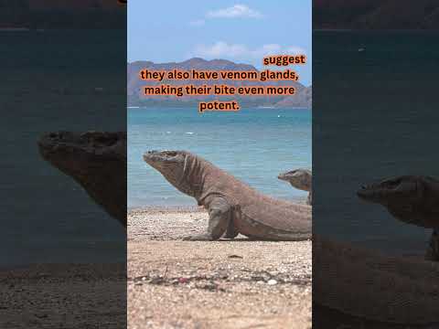 2 Facts That You Never Knew About Komodo Dragons|| #shorts #trending #viral #komodo #facts