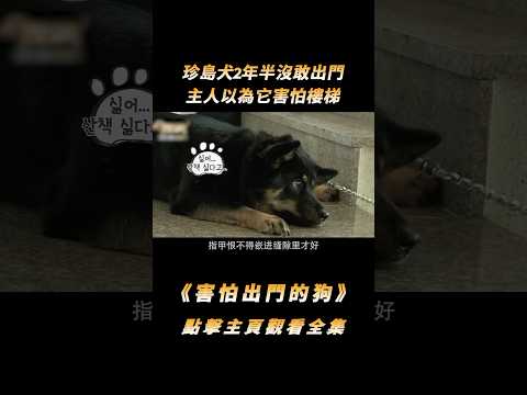 珍島犬2年半沒敢出門，主人以為它害怕樓梯，訓犬師卻說純屬裝的#shorts