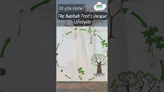 Do you know? | About The Baobab Tree's Unique Lifecycle ! #nature #natureknowledge #naturelovers