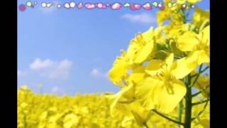 Golden Fields of Canola Flowers Beautiful canola flower fields