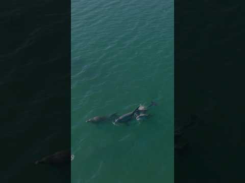 An amazing Dolphin encounter in Luce Bay #scotland #dolphin #shorts