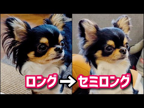 【トリミング】セミロングになった愛犬ロングコートチワワ♪