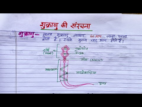 शुक्राणु की संरचना | Structure of Sperm in Hindi | Shukranu ki Sanrachna | Class 12th Biology