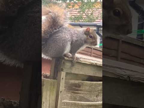 Sooo Cute and Adorable Squirrel 🐿️ 🥰♥️#shortsvideo #shorts #squirrel #adorablesquirrel #wildlife