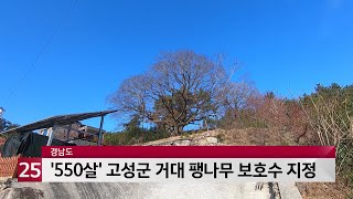 경남도, 고성군 '550살' 거대 팽나무 보호수 지정