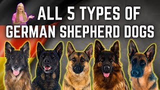 The 5 German Shepherd Breed Types!?! Simply Explained!