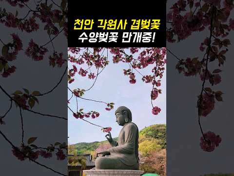 4월 여행지 겹벚꽃 명소 천안 각원사 4월 14일 실시간 개화 상황!