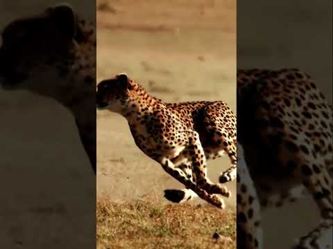 Cheetah Amazing Running Strides/Cheetah, The Fastest Land Animal/Animal Attack Video 2022