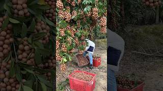 Macadamia nuts harvesting from farmers and beautiful natural #agriculture #macadamia