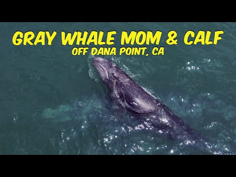 Gray Whale Mother & Calf