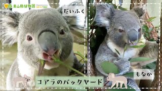 【東山動植物園公式】コアラのバックヤード～だいふくともなか～《 コアラ 》 #shorts