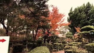 阿蘇紅葉 阿蘇神社 Aso colored with autumn leaves. Aso shrine