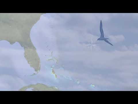 Black-capped Petrel Conservation: The Project