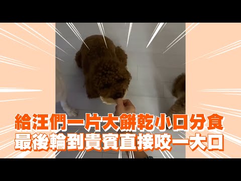 給汪們一片大餅乾小口分食　最後輪到貴賓直接咬一大口｜寵物動物｜狗｜精選影片