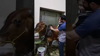 Qurbani # #eid2k24 #bakraeidspecial #mandifestival #music #ayzalhijab23 #nayabrana23 #youtubeshorts